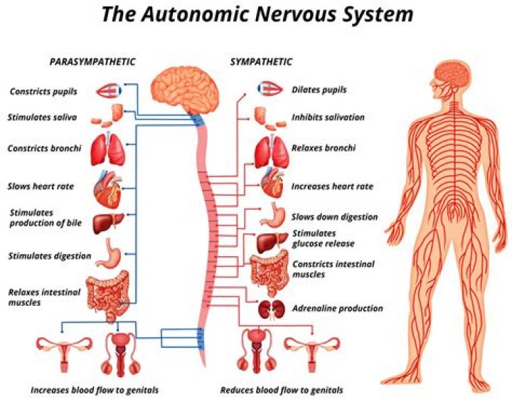 What are 4 things the autonomic nervous system controls?