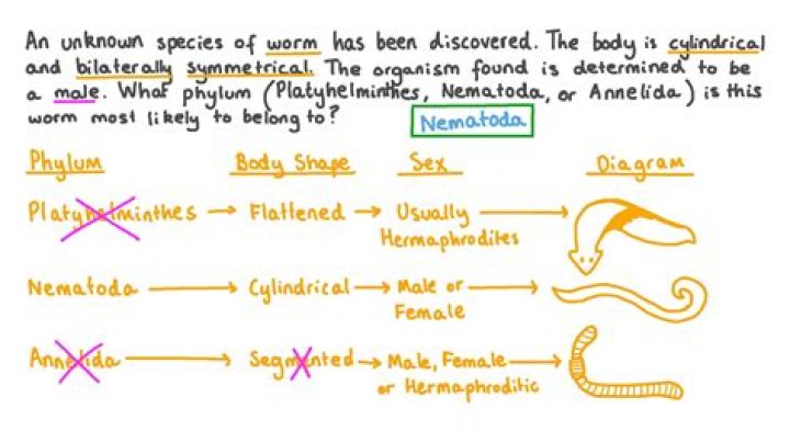 What are 5 characteristics of nematodes?