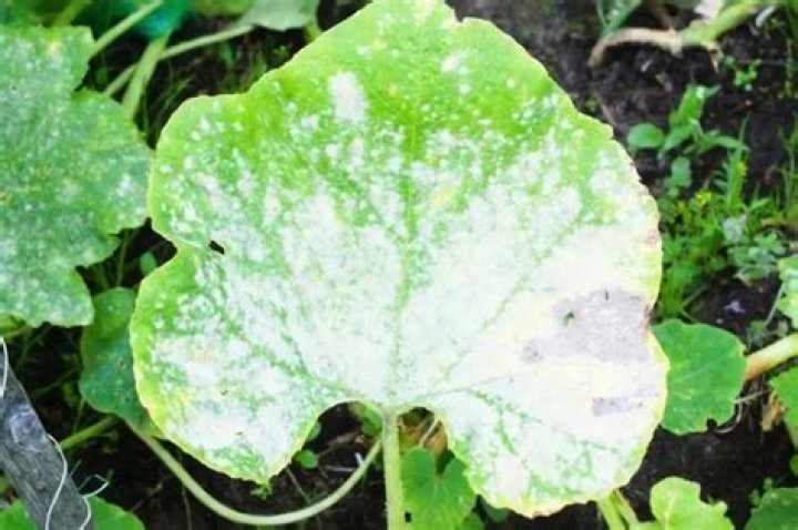 What are 5 diseases that affect plants?