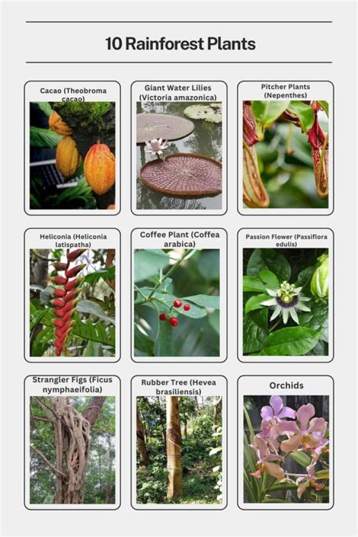 What are 5 plants that live in the rainforest biome?