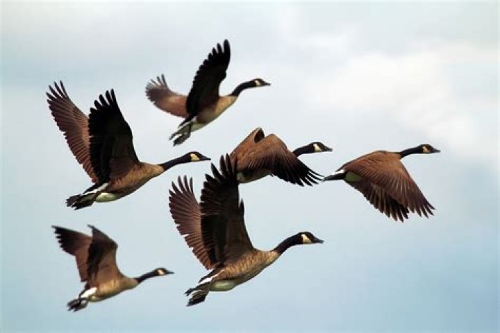 What are a group of geese flying together called?