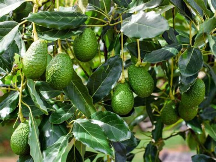 What are Aguacate leaves good for?