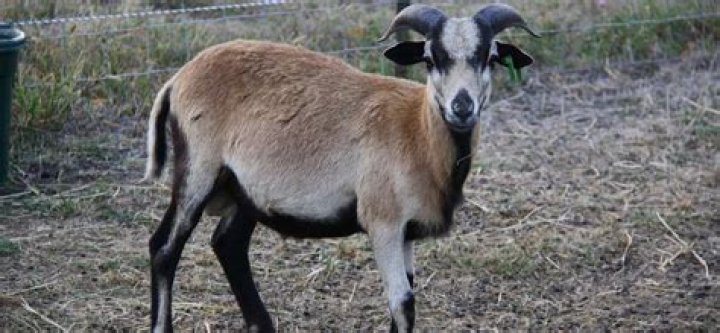 What are American Blackbelly sheep used for?