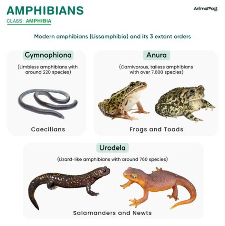 What are amphibians reptiles and mammals called?