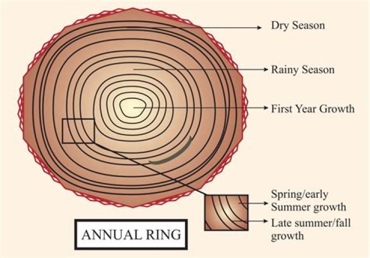 What are annual rings made of?