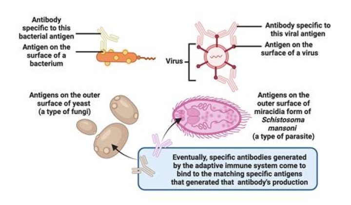What are antigenic types of streptococci?