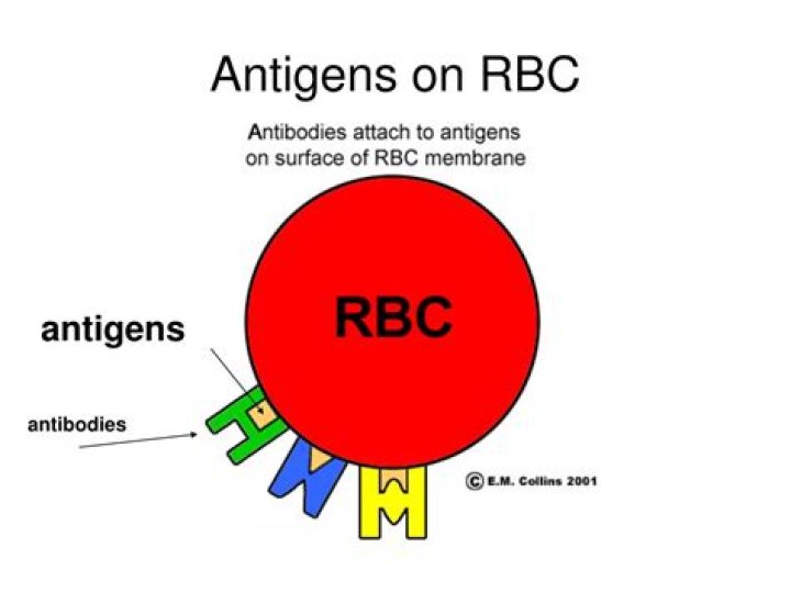 What are antigens on RBC?