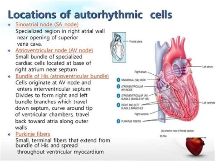 What are Autorhythmic cells?