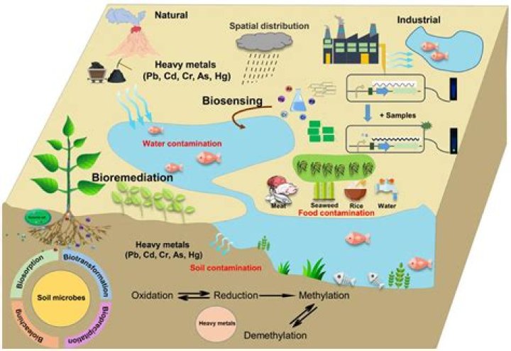 What are biogeochemical reservoirs?