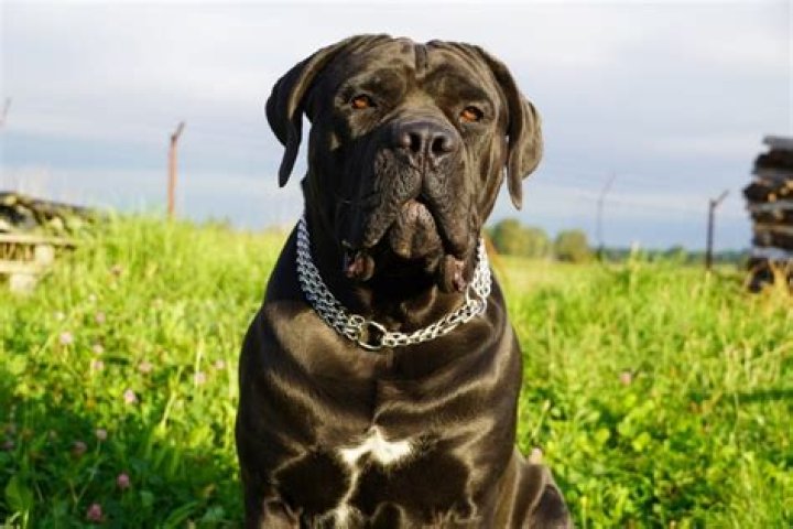 What are bullmastiffs mixed with?