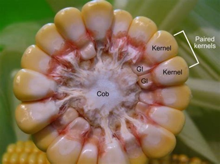What are called glumes?