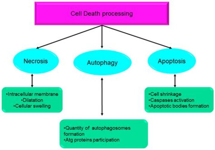 What are cell death pathways?