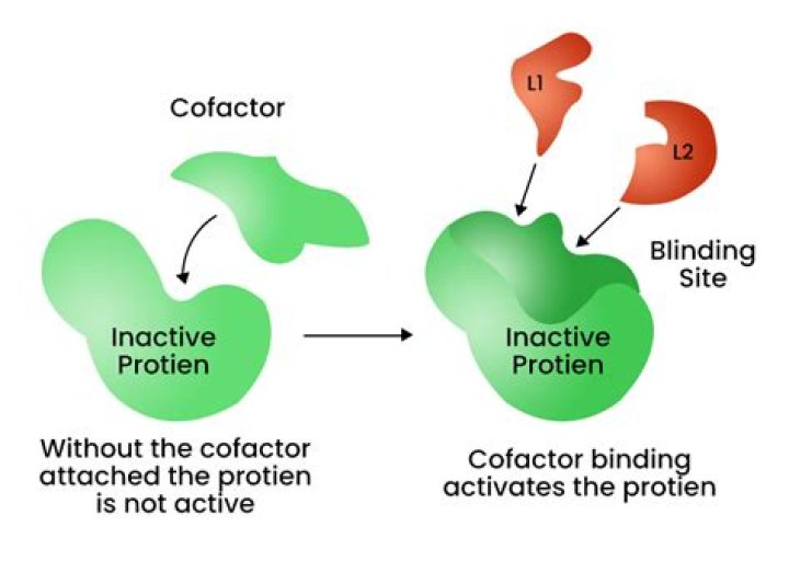 What are cofactors?