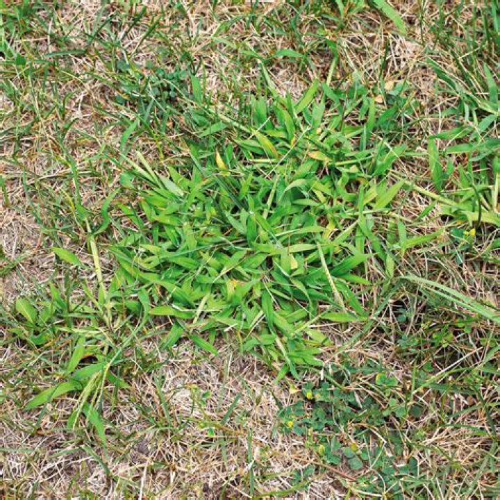 What are common weeds in Illinois?