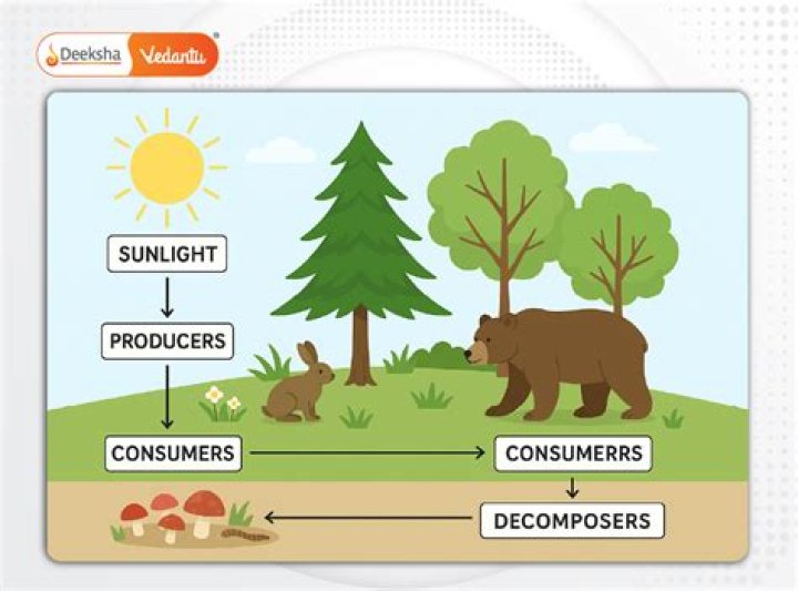 What are consumers in cells?