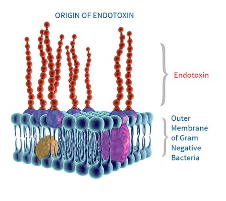 What are endotoxins bacteria?