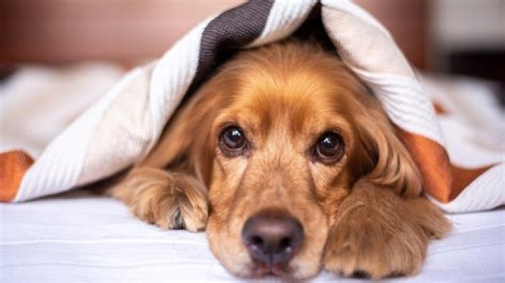 What are epidermal Collarettes in dogs?