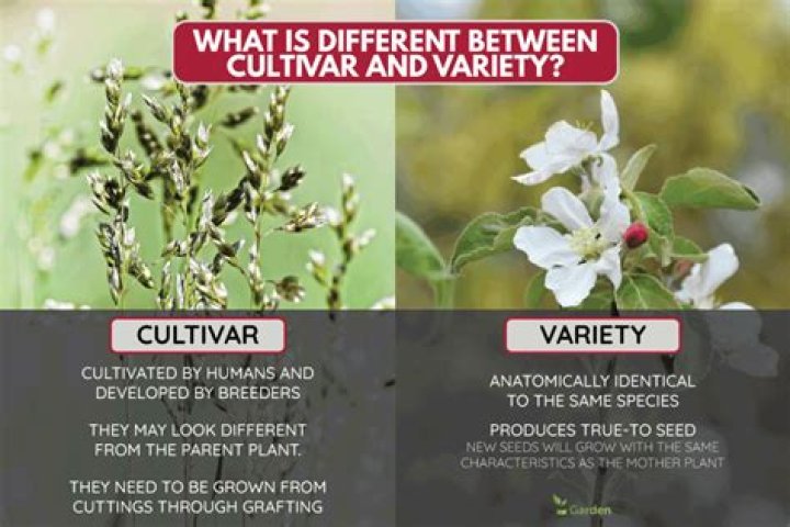What are examples of cultivars?