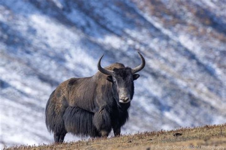 What are female yaks called?