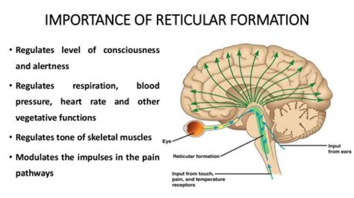 What are functions of reticular formation?
