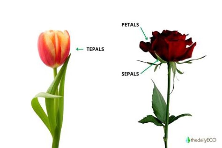 What are functions of sepals and petals?