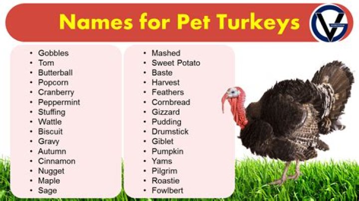 What are funny names for turkeys?