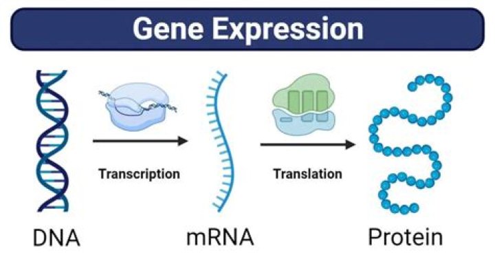 What are gene expression profiles used for?
