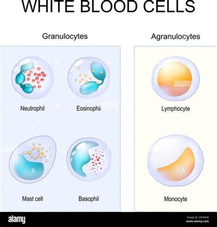 What are granules in blood cells?