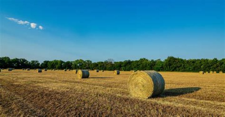 What are hay prices in Colorado?