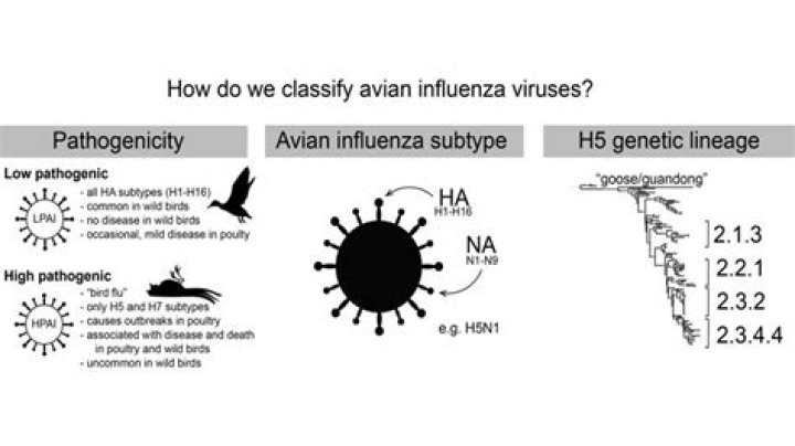 What are influenza antibodies?