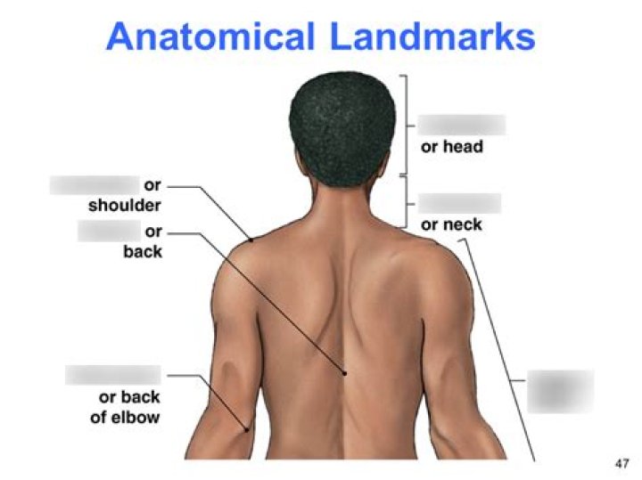 What are landmarks in anatomy?