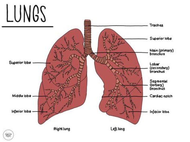 What are lungs?