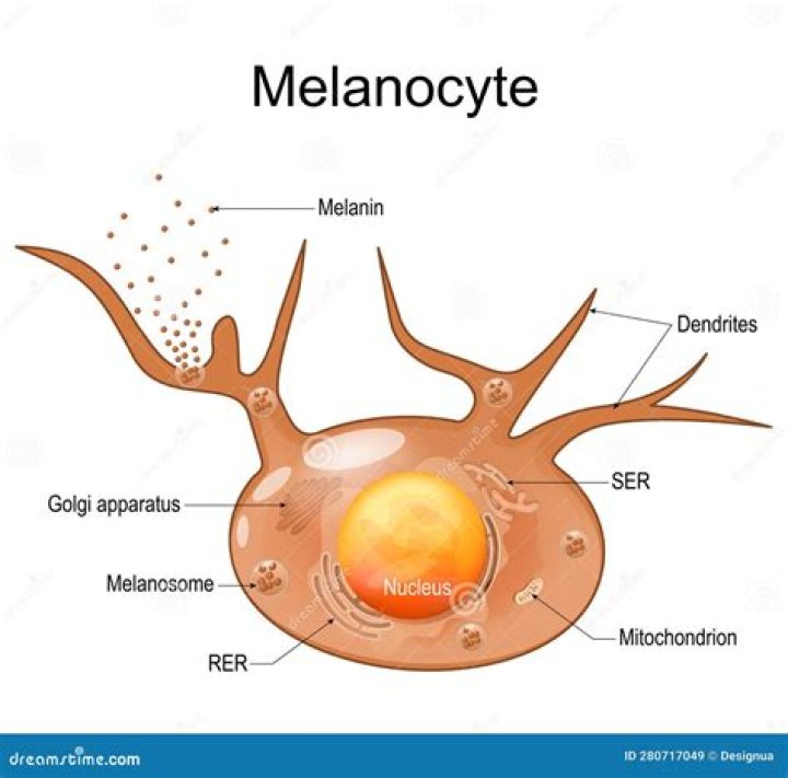 What are melanocytes responsible for?