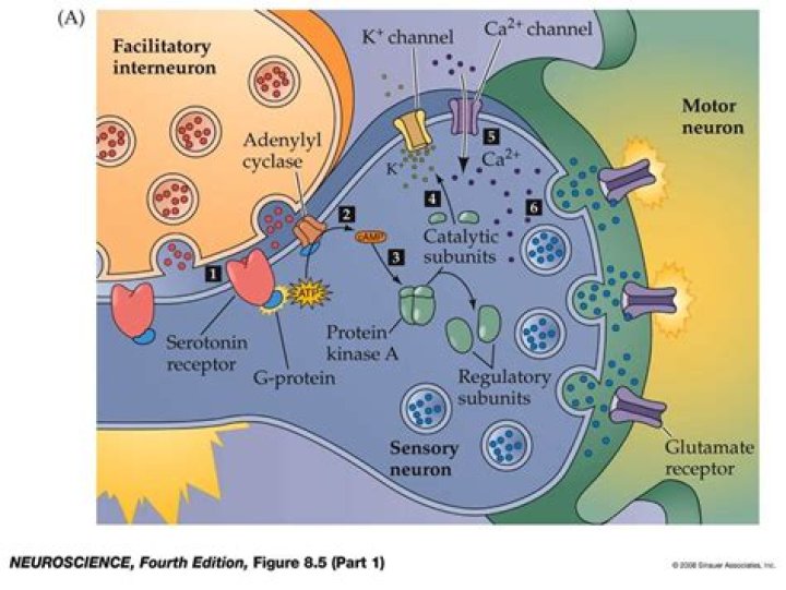 What are modulatory neurotransmitters?