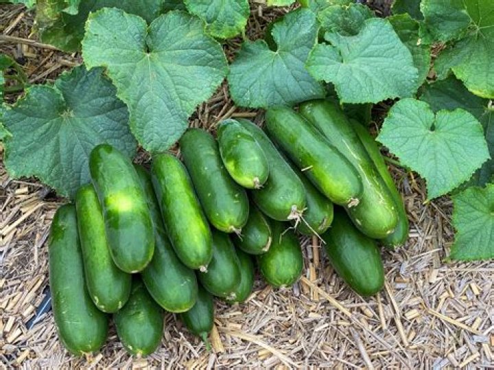 What are Muncher cucumbers good for?