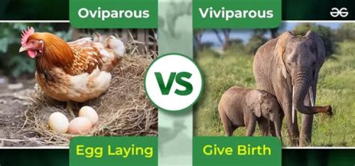 What are oviparous and viviparous animals give an example of each?