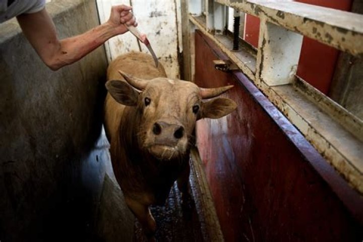 What are people who slaughter animals called?