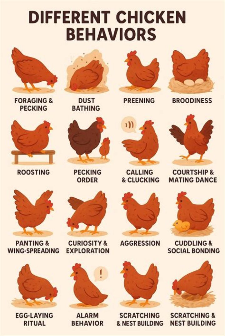 What are preening behaviors?