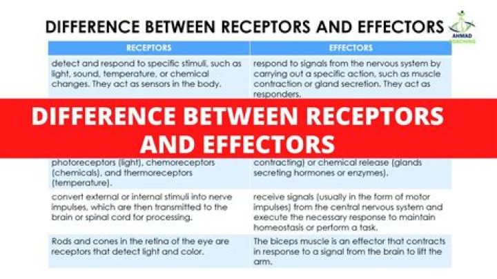 What are Ras effectors?