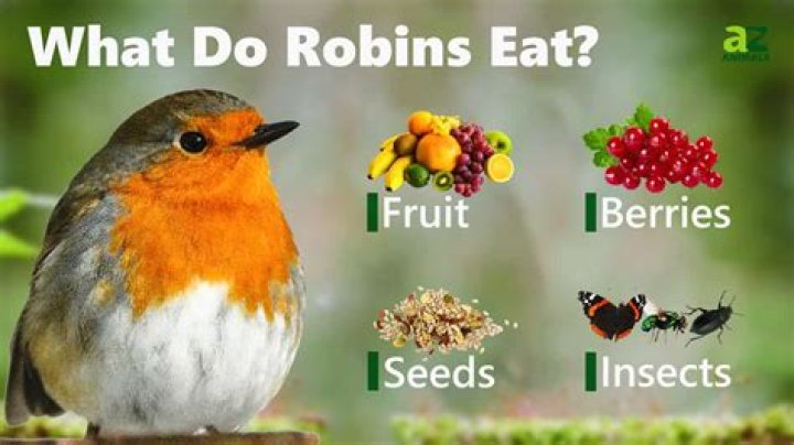What are robins favorite food?