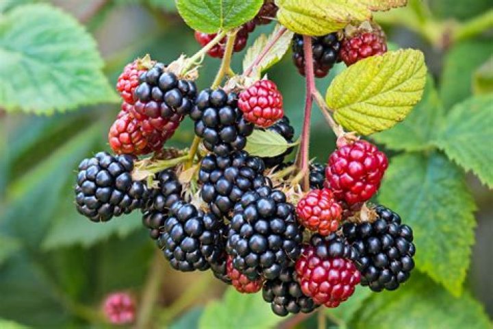 What are seedless blackberries called?