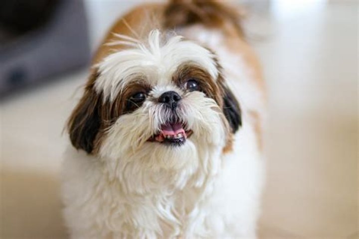 What are Shih Tzus known for?