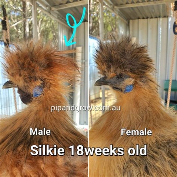 What are Silkies good for?
