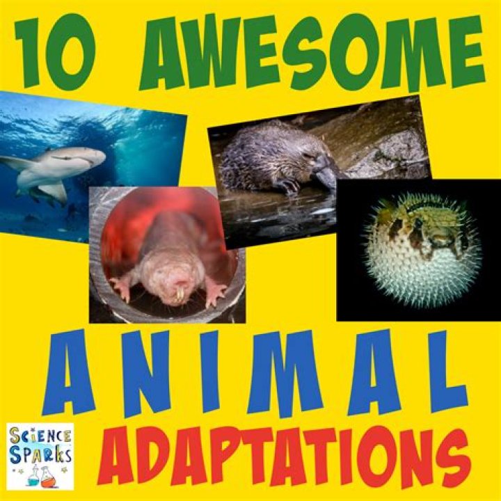What are some adaptations of marine animals?