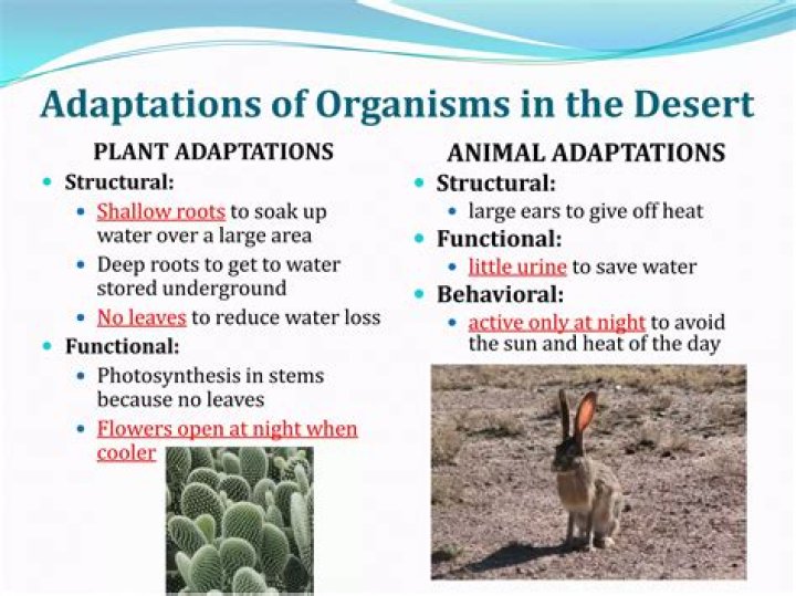 What are some adaptations of meerkats?