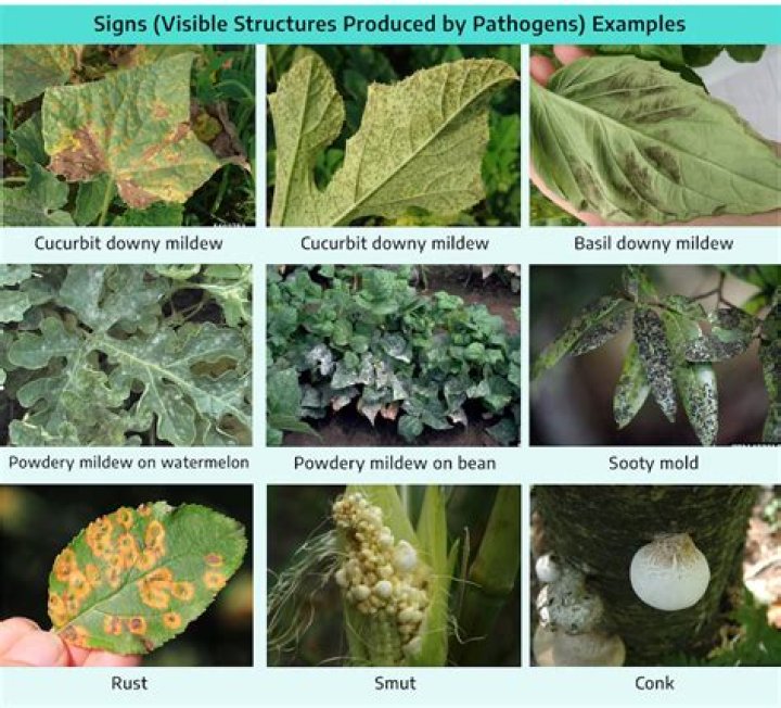 What are some common plant diseases in Australia?