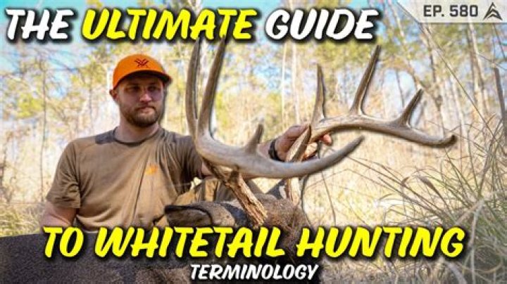 What are some hunting terms?