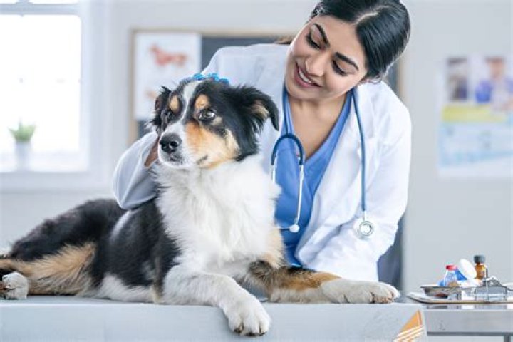What are some negative aspects of being a veterinarian?