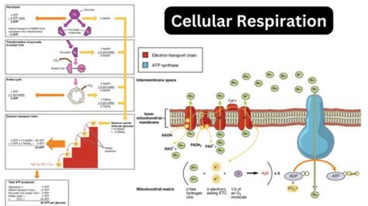 What are some questions about cellular respiration?
