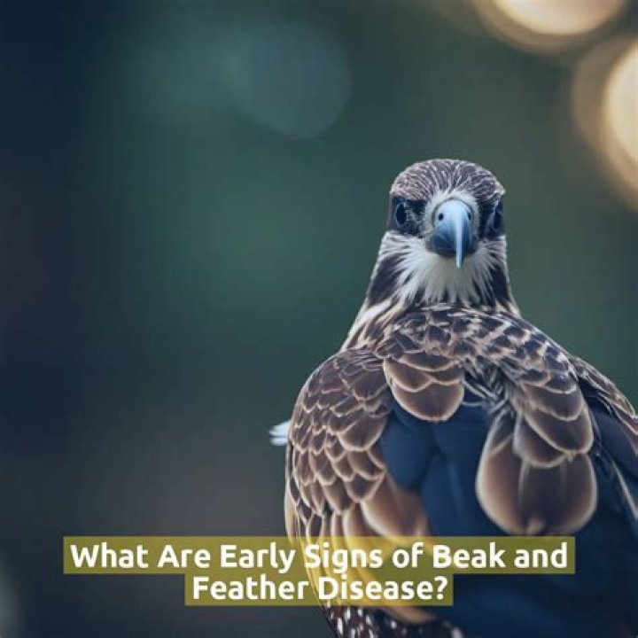 What are symptoms of beak and feather disease?